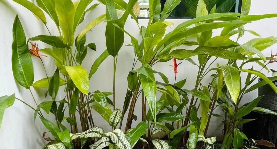 For sale and for rent 3 bedrooms house in Hang Dong, Chiang Mai