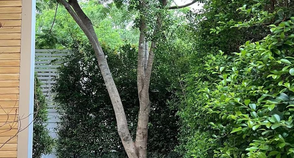 For sale 3 bedrooms house in Mae Rim, Chiang Mai