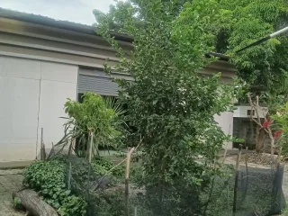 For sale land in Sai Mai, Bangkok