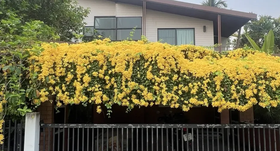 Casa en venta de 3 habitaciones en San Sai, Chiang Mai