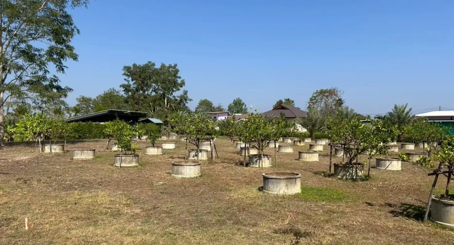 For sale 4 bedrooms house in Doi Saket, Chiang Mai