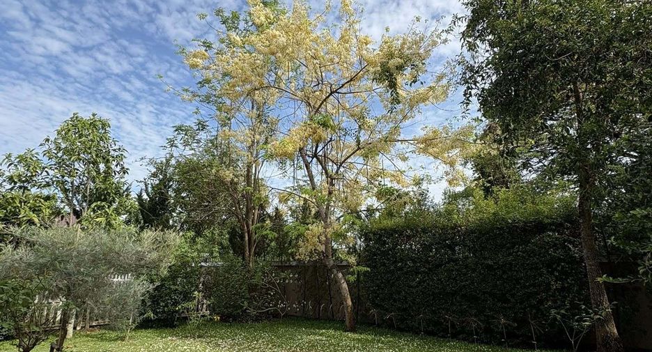 For rent 3 bedrooms house in San Sai, Chiang Mai
