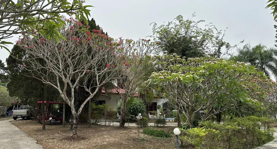 For sale and for rent 6 bedrooms house in San Sai, Chiang Mai
