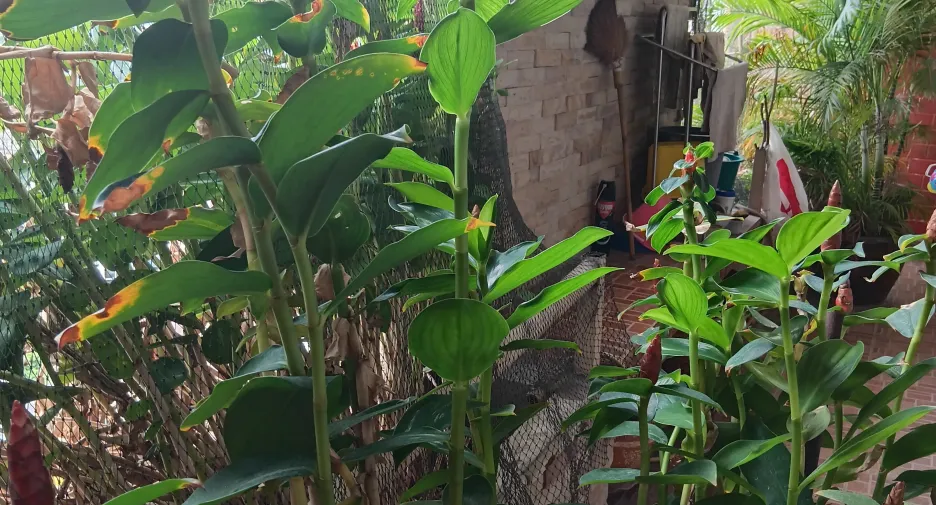 For sale 3 bedrooms condo in Bang Na, Bangkok
