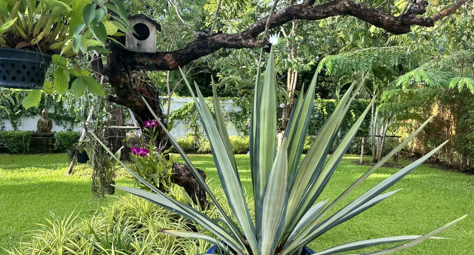 出售 3 卧室 别墅 在 Hang Dong, Chiang Mai