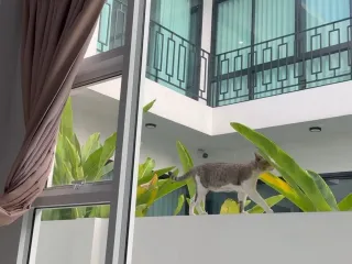 Haus zur Miete mit 4 Zimmer in Mueang Chiang Mai, Chiang Mai