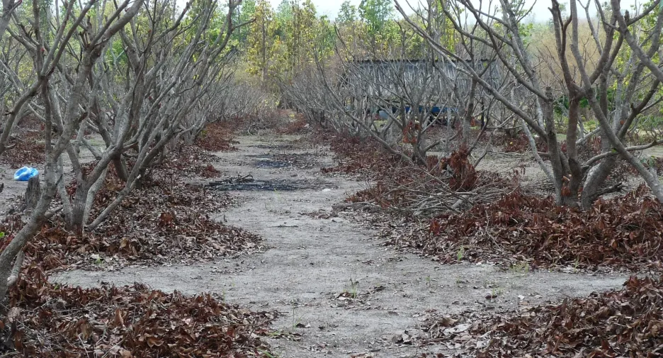 For sale land in Mae Taeng, Chiang Mai