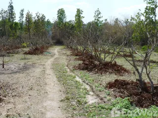 For sale land in Mae Taeng, Chiang Mai