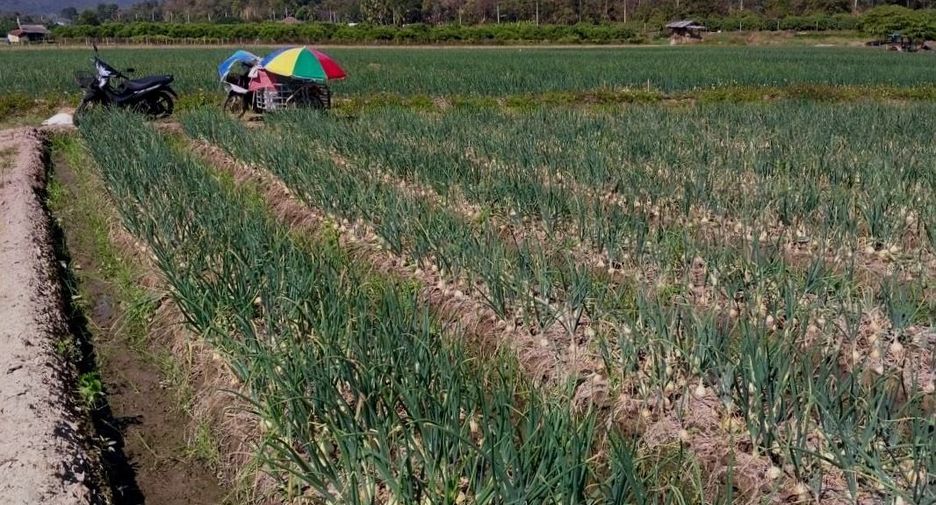 For sale land in Mae Wang, Chiang Mai