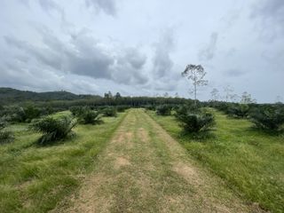 ขาย ที่ดิน ใน ตะกั่วทุ่ง, พังงา