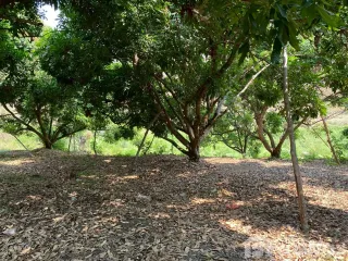 ขาย ที่ดิน ใน จอมทอง, เชียงใหม่