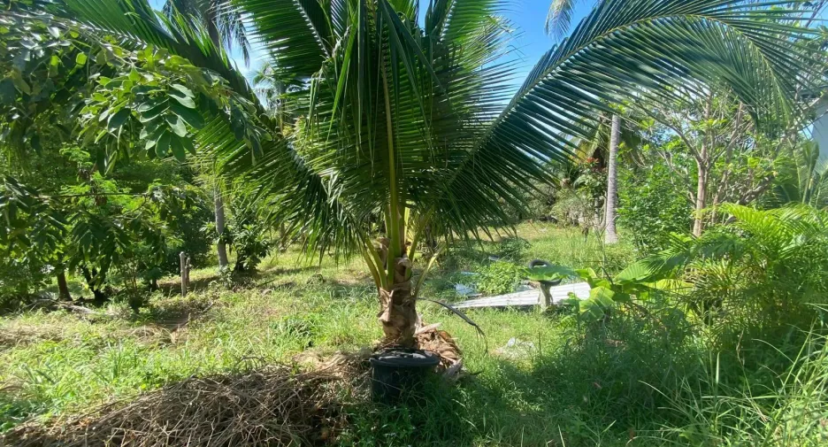 For sale land in Ko Pha-ngan, Surat Thani
