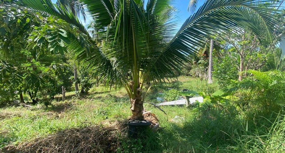 For sale land in Ko Pha-ngan, Surat Thani
