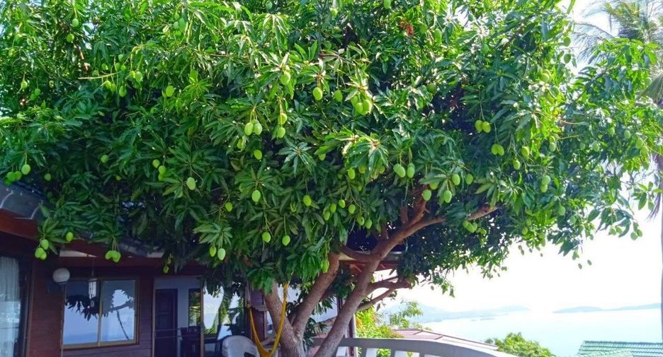 For sale 3 bedrooms villa in Ko Samui, Surat Thani