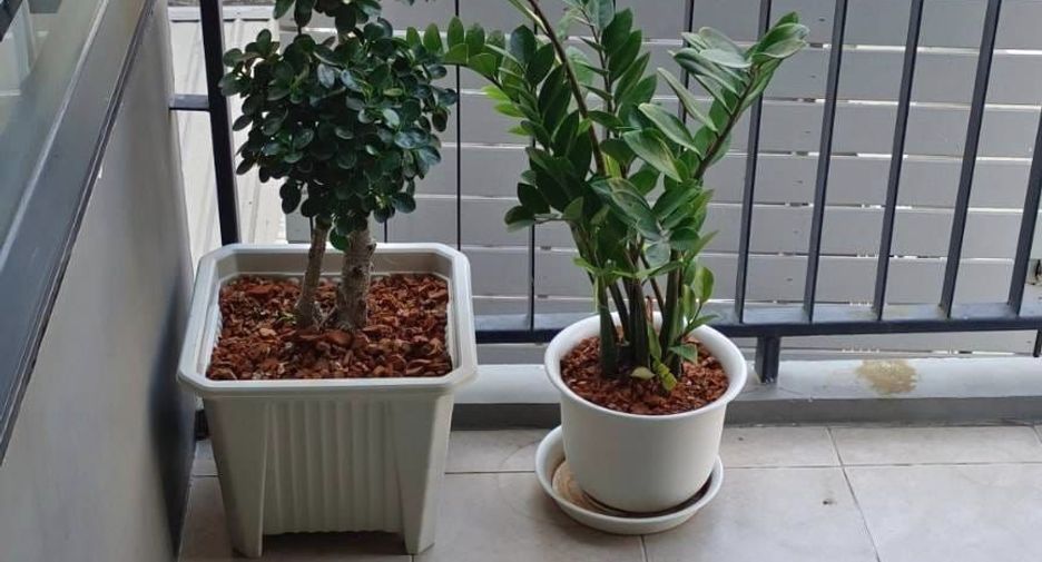 For sale 1 bed condo in Bang Khen, Bangkok
