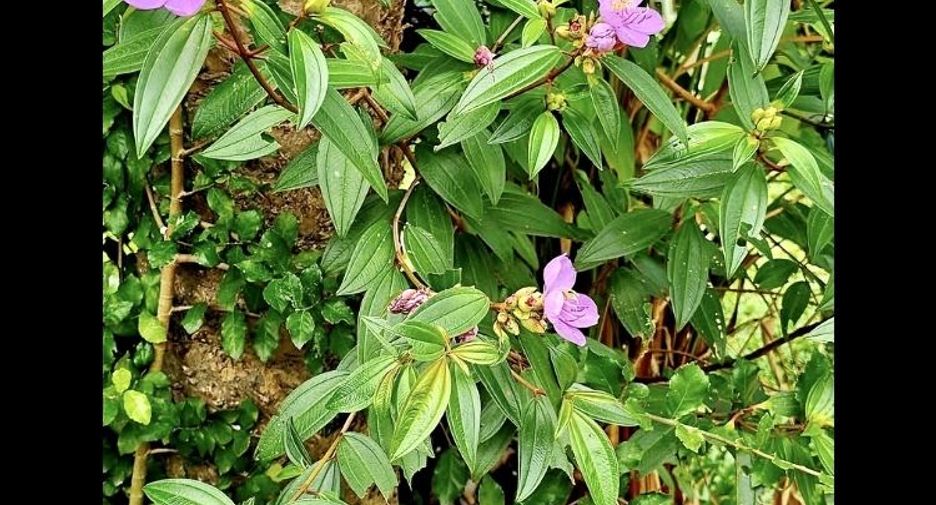 For sale 11 bedrooms hotel in Ko Samui, Surat Thani