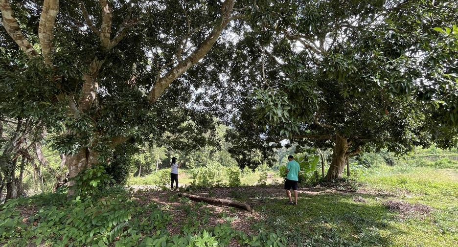For sale land in Samoeng, Chiang Mai