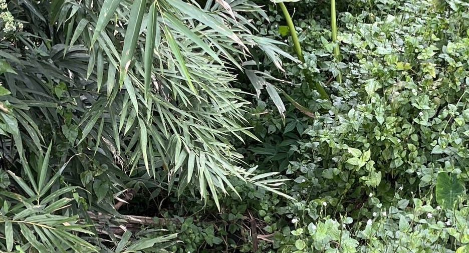 For sale land in Samoeng, Chiang Mai