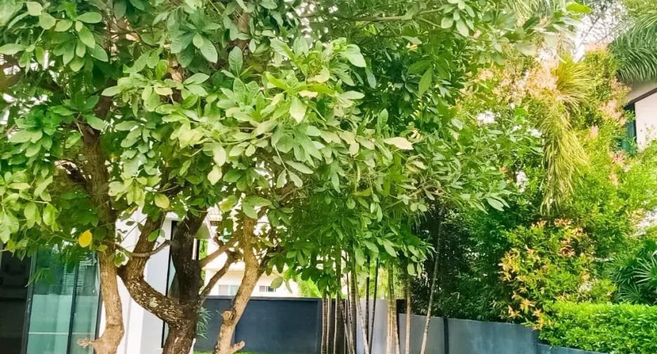 出租 4 卧室 独立屋 在 Hang Dong, Chiang Mai