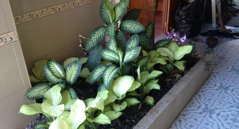 For sale 4 bedrooms house in San Sai, Chiang Mai
