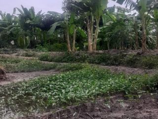 For sale land in Ko Samui, Surat Thani