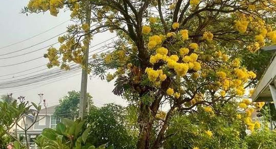 出售 3 卧室 独立屋 在 San Sai, Chiang Mai
