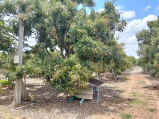 For sale land in San Pa Tong, Chiang Mai