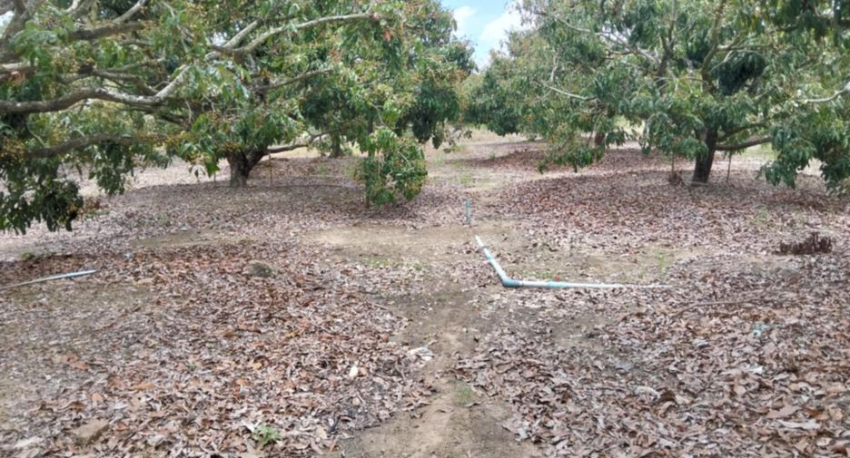 For sale land in San Pa Tong, Chiang Mai
