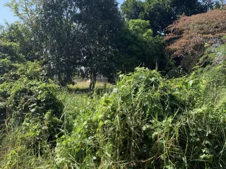 出售 土地 在 San Sai, Chiang Mai