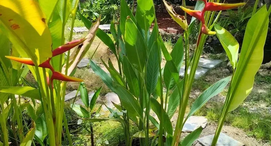 For sale 2 bedrooms house in Cha Am, Phetchaburi