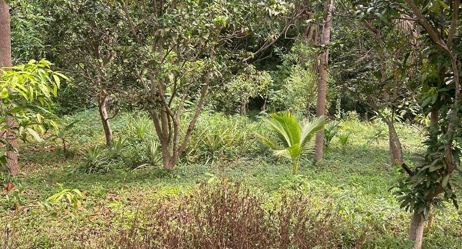 For sale land in Ko Samui, Surat Thani