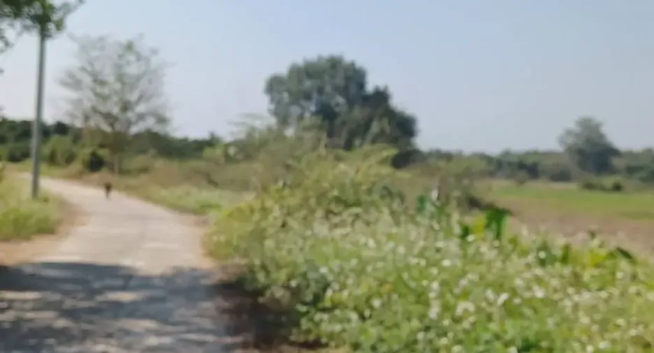 For sale land in San Pa Tong, Chiang Mai