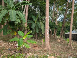 For sale land in Ko Samui, Surat Thani