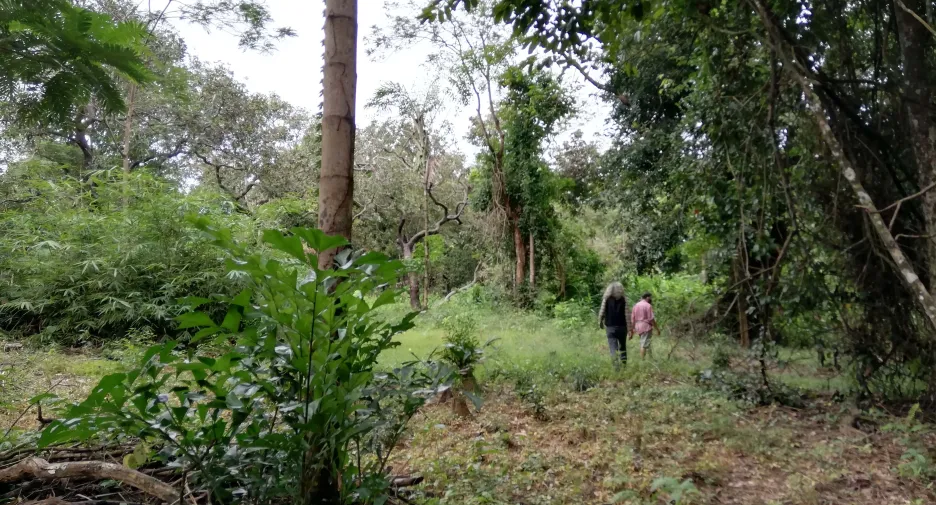 For sale land in Mueang Ranong, Ranong