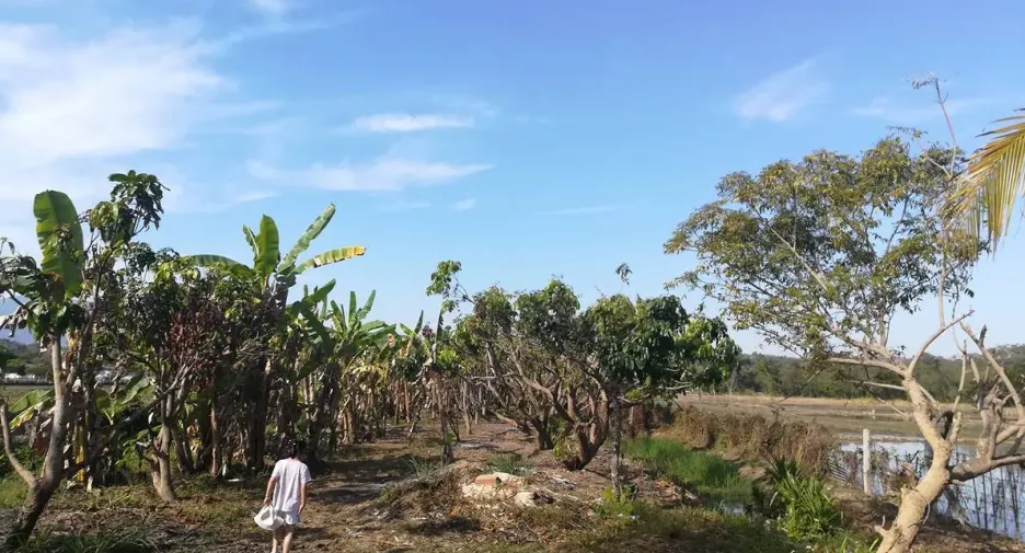 Grundstück zum Kauf in Mae Rim, Chiang Mai