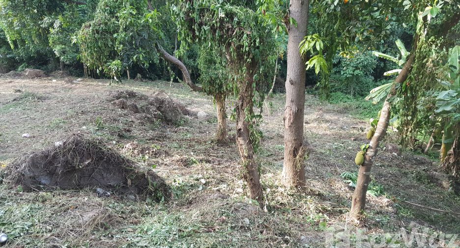 ขาย ที่ดิน ใน เกาะสมุย, สุราษฎร์ธานี
