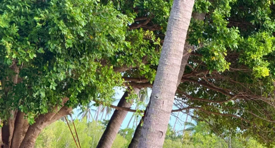 For rent 2 bedrooms house in Ko Samui, Surat Thani