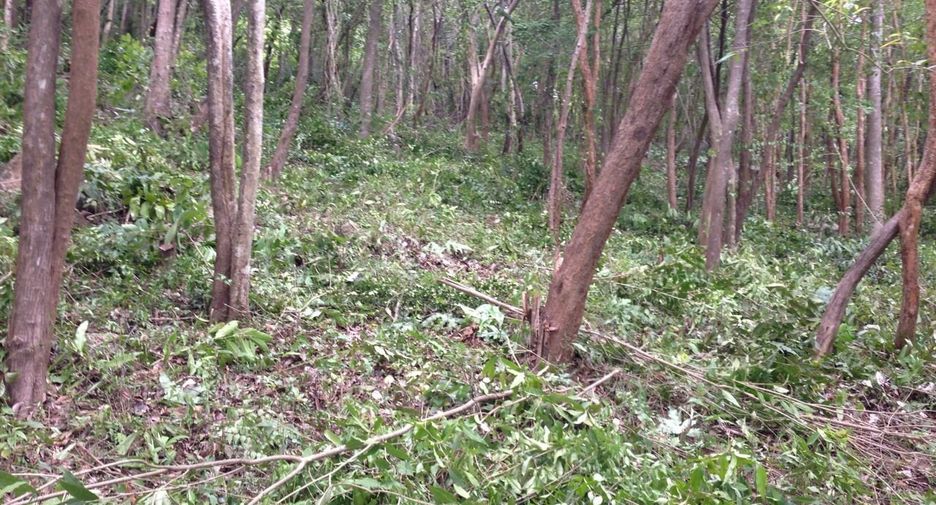 ขาย ที่ดิน ใน เกาะสมุย, สุราษฎร์ธานี