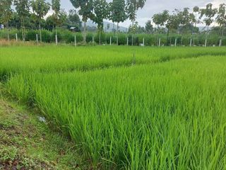 Terreno en venta en Mae Rim, Chiang Mai