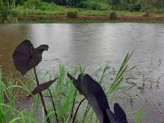 Terreno en venta en Mae Rim, Chiang Mai