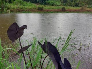 出售 土地 在 Mae Rim, Chiang Mai