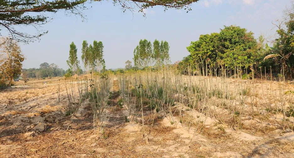 For sale land in Rattanaburi, Surin