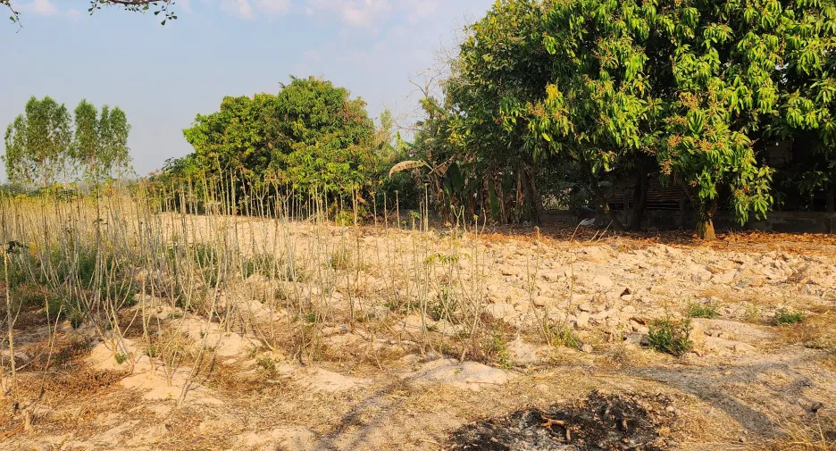 For sale land in Rattanaburi, Surin