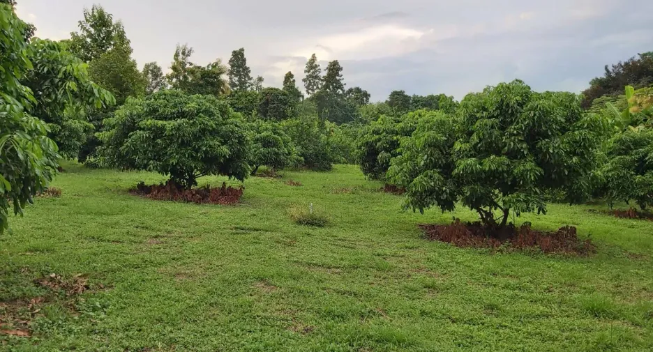 Terreno en venta en Mae Taeng, Chiang Mai