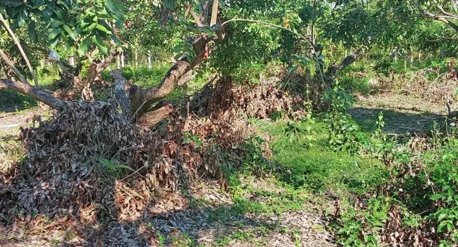 For sale land in San Kamphaeng, Chiang Mai