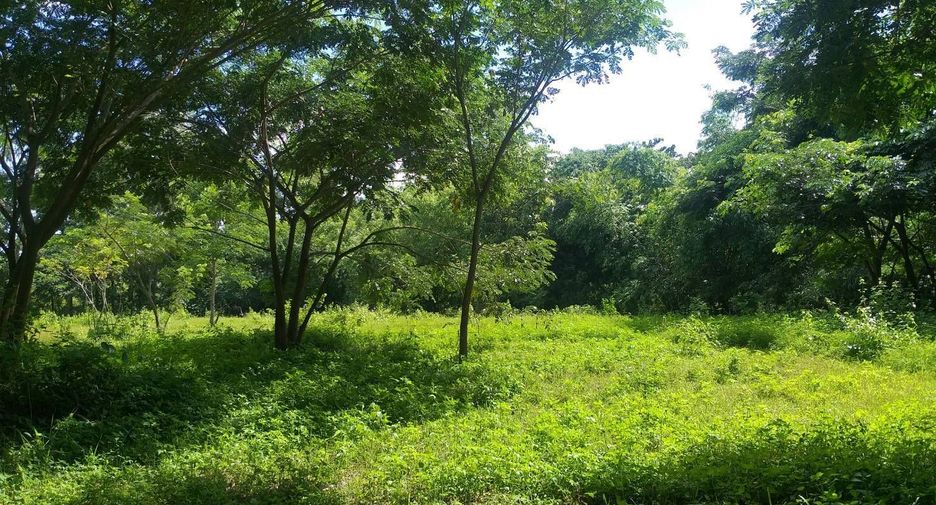 For sale land in San Kamphaeng, Chiang Mai