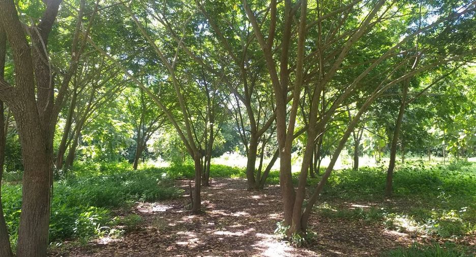For sale land in San Kamphaeng, Chiang Mai