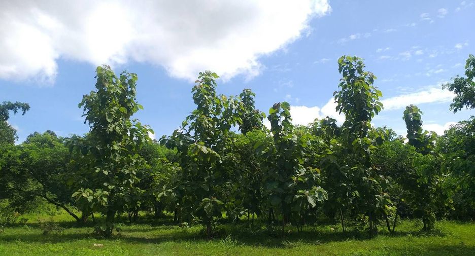 For sale land in San Kamphaeng, Chiang Mai