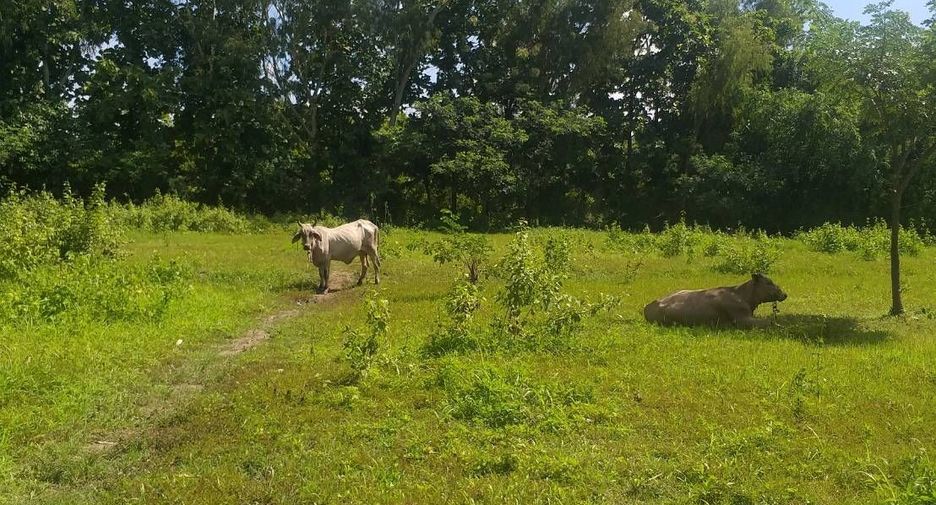 For sale land in San Kamphaeng, Chiang Mai