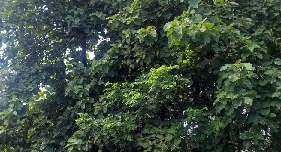 For sale land in San Kamphaeng, Chiang Mai